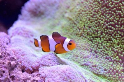 How Long Do Clownfish Live?