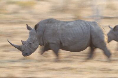 How Fast Can a Rhino Run?